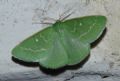 Thetidia (Antonechloris) smaragdaria